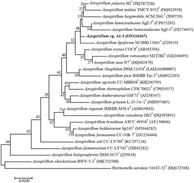 Degradation of iprodione by a novel strain Azospirillum sp. A1-3 isolated from Tibet